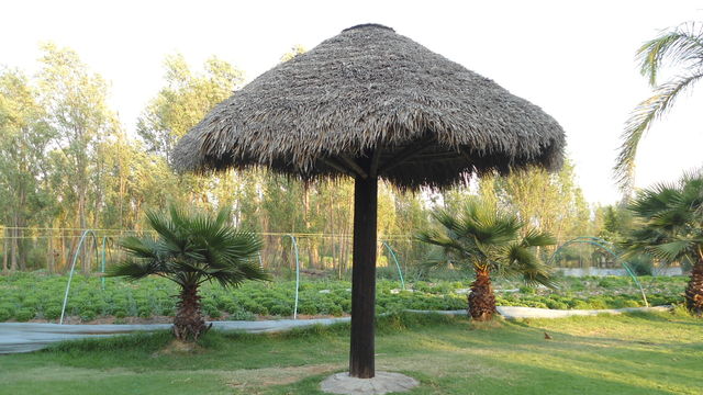 palapa con forma de sombrilla